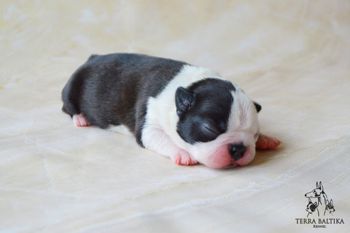 бостон терьер, бостонский терьер, boston terrier, бостон, щенки бостона, питомник бостонов