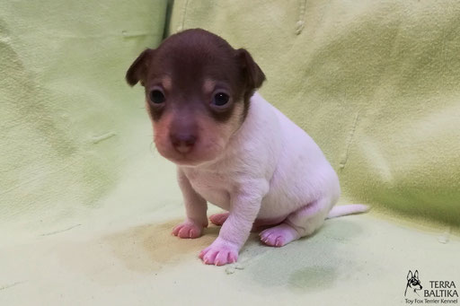 #тойфокстерьер #амертой #террабалтика #toyfoxterrier #terrabaltika #puppies #kennel