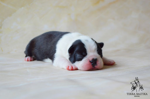 бостон терьер, бостонский терьер, boston terrier, бостон, щенки бостона, питомник бостонов