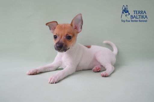 #тойфокстерьер #амертой #террабалтика #toyfoxterrier #terrabaltika #puppies #kennel #маленькаясобака #минипорода #маленькаяпородасобак #собачканамаленькихножках #американскийтойфокстерьер #тойфокс #americantoyfoxterrier