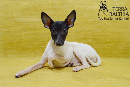 #тойфокстерьер #амертой #террабалтика #toyfoxterrier #terrabaltika #puppies #kennel