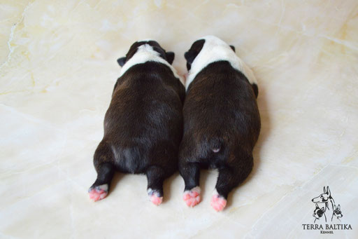 бостон терьер, бостонский терьер, boston terrier, бостон, щенки бостона, питомник бостонов