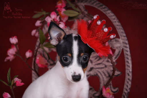 #тойфокстерьер #амертой #террабалтика #toyfoxterrier #terrabaltika #puppies #kennel