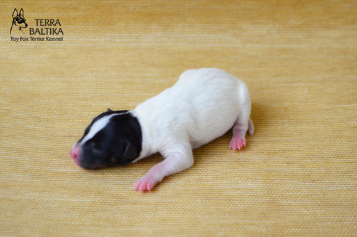 #тойфокстерьер #амертой #террабалтика #toyfoxterrier #terrabaltika #puppies #kennel