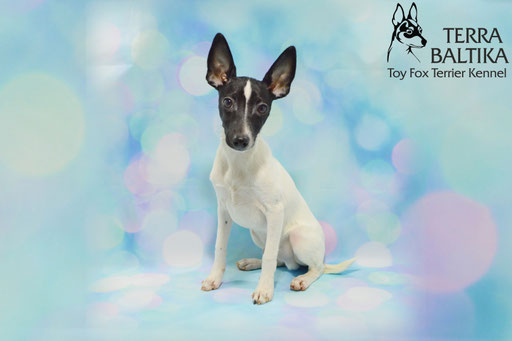 #тойфокстерьер #амертой #террабалтика #toyfoxterrier #terrabaltika #puppies #kennel