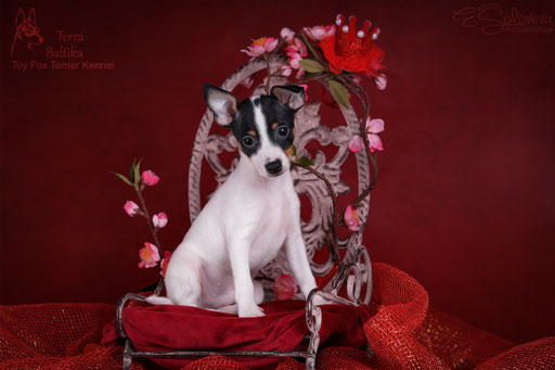 #тойфокстерьер #амертой #террабалтика #toyfoxterrier #terrabaltika #puppies #kennel