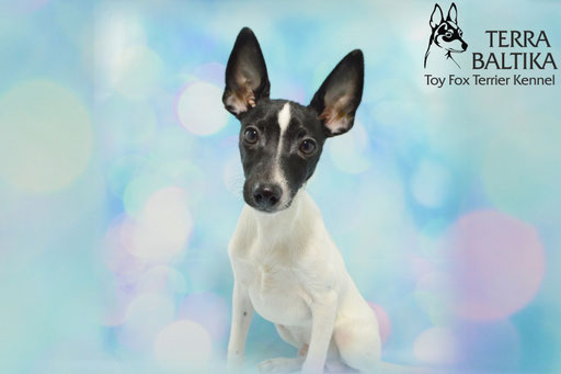 #тойфокстерьер #амертой #террабалтика #toyfoxterrier #terrabaltika #puppies #kennel