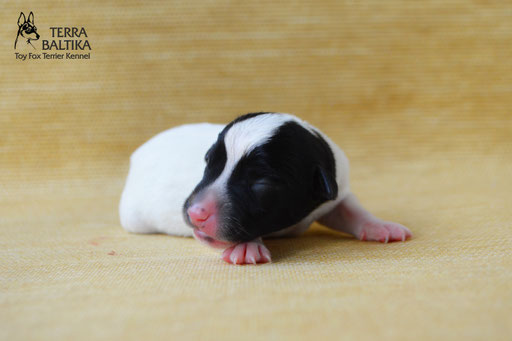 #тойфокстерьер #амертой #террабалтика #toyfoxterrier #terrabaltika #puppies #kennel