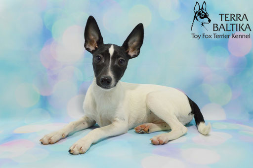 #тойфокстерьер #амертой #террабалтика #toyfoxterrier #terrabaltika #puppies #kennel