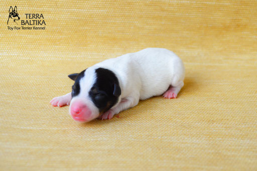 #тойфокстерьер #амертой #террабалтика #toyfoxterrier #terrabaltika #puppies #kennel