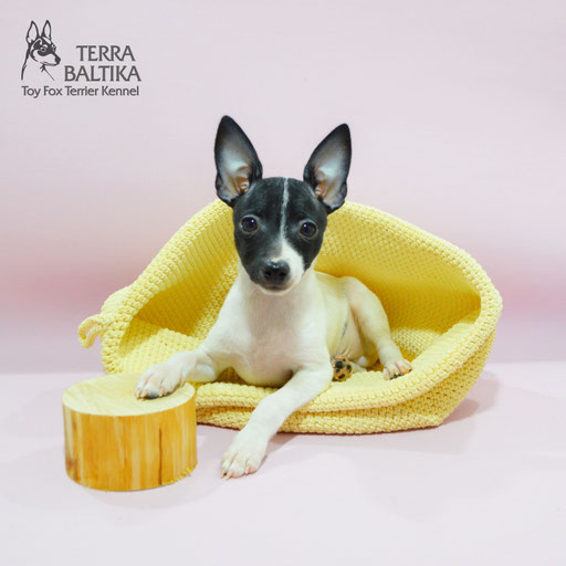 #тойфокстерьер #амертой #террабалтика #toyfoxterrier #terrabaltika #puppies #kennel