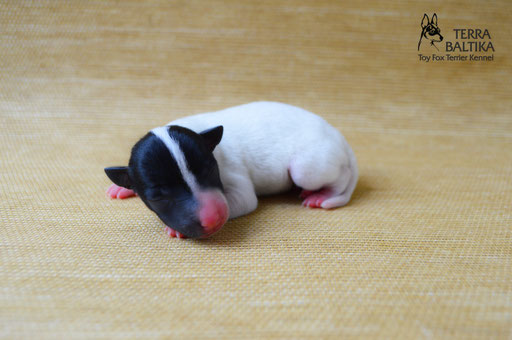 #тойфокстерьер #амертой #террабалтика #toyfoxterrier #terrabaltika #puppies #kennel