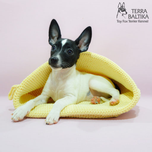 #тойфокстерьер #амертой #террабалтика #toyfoxterrier #terrabaltika #puppies #kennel