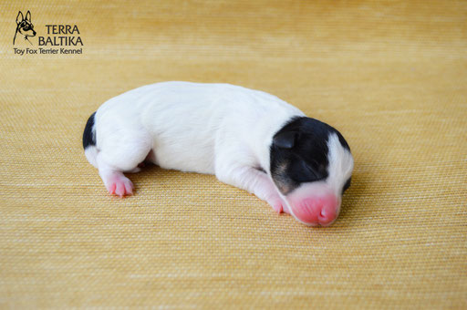 #тойфокстерьер #амертой #террабалтика #toyfoxterrier #terrabaltika #puppies #kennel