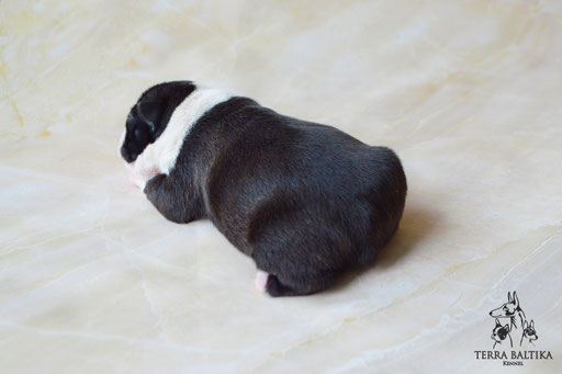 бостон терьер, бостонский терьер, boston terrier, бостон, щенки бостона, питомник бостонов