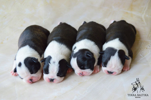 бостон терьер, бостонский терьер, boston terrier, бостон, щенки бостона, питомник бостонов
