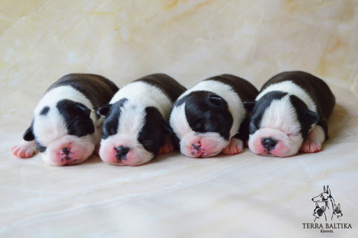 бостон терьер, бостонский терьер, boston terrier, бостон, щенки бостона, питомник бостонов