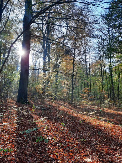 Herbstsonne