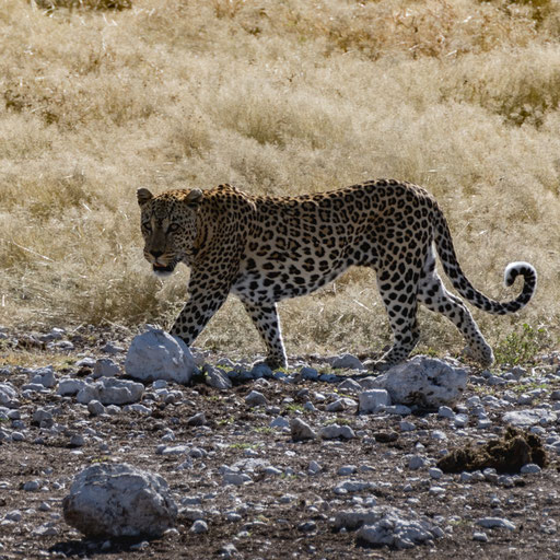Leopard (Etoscha)