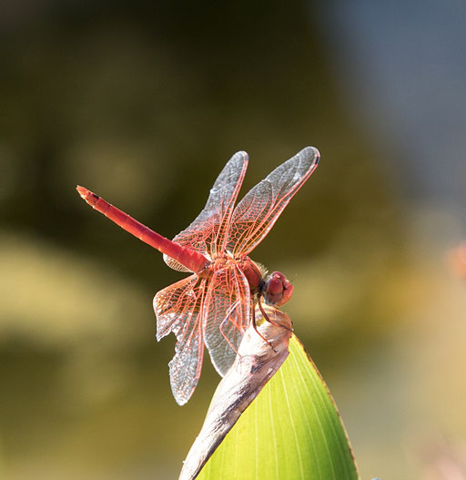 Rote Libelle ("gefleckter Sonnenzeiger")