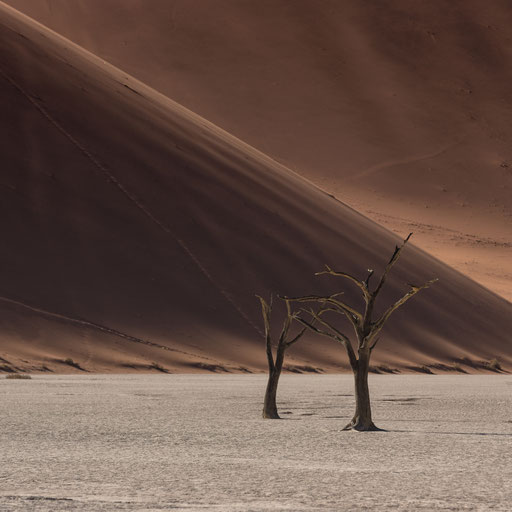 Dead Vlei #1