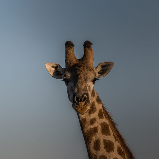 was guckst du ? #2 (Giraffe)