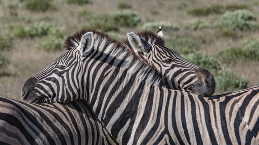 schmusende Zebras (Etoscha)