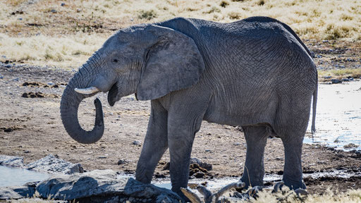 unser erster Elefant (Etoscha)