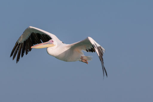 Pelikan Walvis Bay