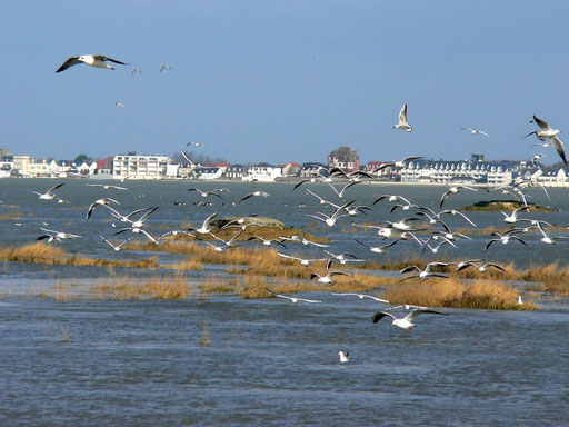 les oiseaux de la Baie de somme migrations 