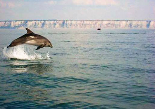 les dauphins vue en Baie de Somme Promenade en bateau la villa en baie JUIN 2020