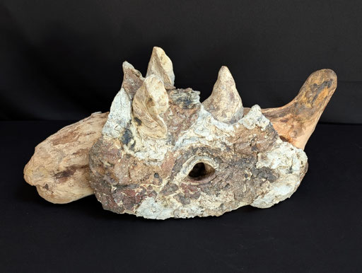 Poisson rupestre 2, grès, porcelaine et bois flotté, 15x15x31cm, 2026