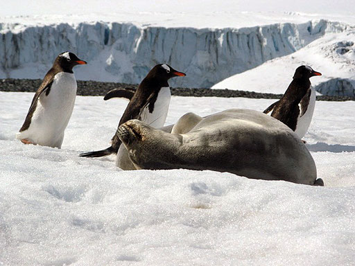 Friedliche Kooexistenz an Land, zwischen Seeleopard und Pinguinen