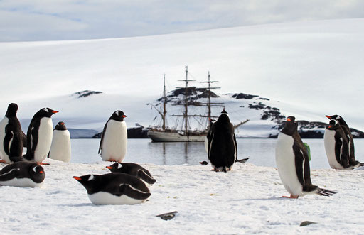 Gentoo-Pinguine auf Halfmoon-Island