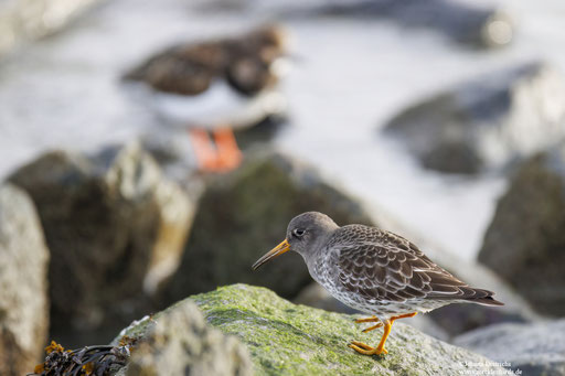 Meerstrandläufer