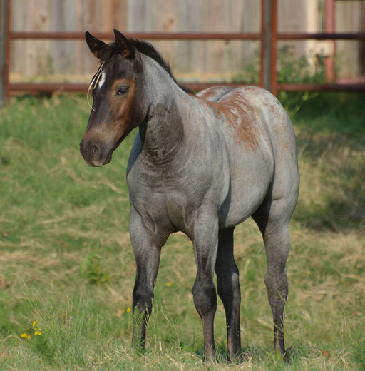 Gun Drops, filly by No Guns Please x Howleys Frosty Girl. Picture by Ashlyn Williams