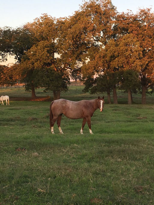 Letzter Tag auf der Ranch in Texas 