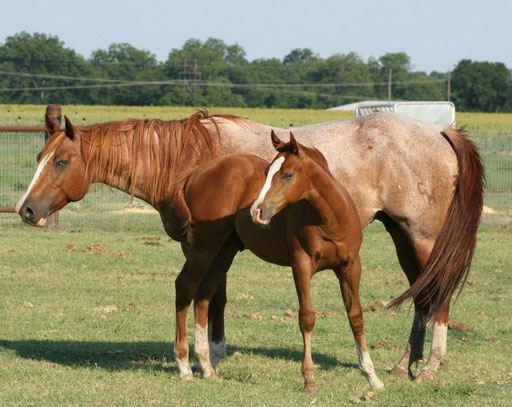 Frosty with her filly by Snips Olympic Gold. Picture by Ashlyn Williams 