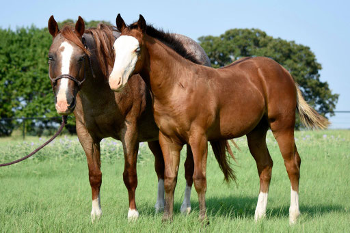 Frosty with her 2016 colt by No Guns Please. Picture by Ashlyn Williams 