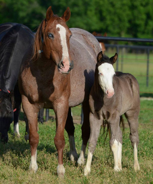 Forsty mit 2014 colt, Guns And Whiskey (by No Guns Please). Picture by Ashlyn Williams 