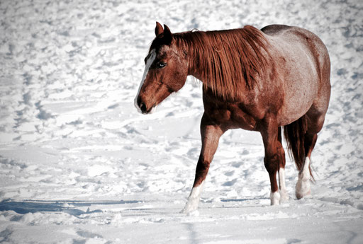 Erste Foto-Session im Allgäu ....
