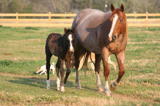 Figure Four Sequin, filly by Snips Olympic Gold  x Howleys Frosty Girl),  Pic by Ashlyn Williams 