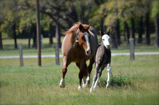 Guns And Whiskey (No Guns Please x Howleys Frosty Girl), Picture by Ashlyn Williams  