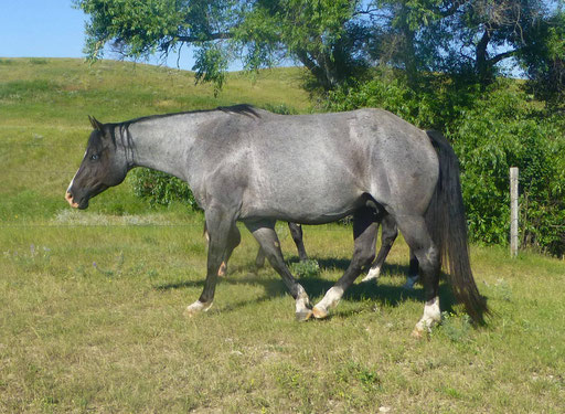 Figure Four Sequin, filly by Snips Olympic Gold x Howleys Frosty Girl. Pic  by Ashlyn Williams 