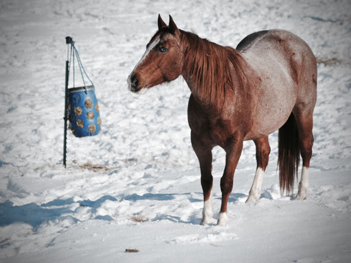 Erste Foto-Session im Allgäu ....