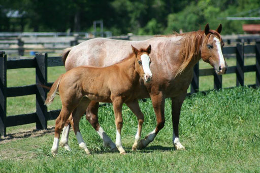 Frosty with her colt by Snips Olympic Gold. Picture by Ashlyn Williams 