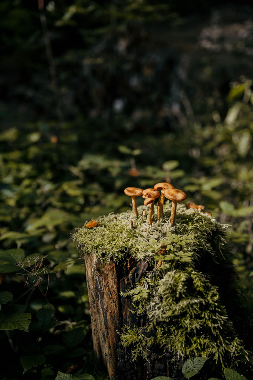 Wandertipp: Durch die Rehbachklamm zur Hinterschießling Alm • Familienwanderung im Wilden Kaiser | Tirol ©Marika Unterladstätter