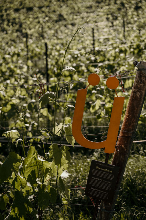 GEWÜRZTRAMINERWEG - Wandertipp: Weinwandern in Tramin an der Weinstrasse - Südtirol ©Marika Unterladstätter