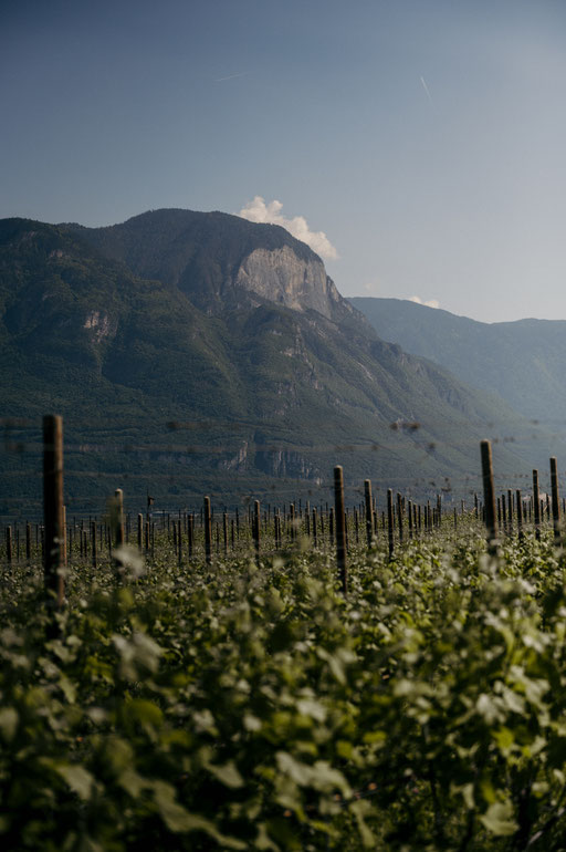 GEWÜRZTRAMINERWEG - Wandertipp: Weinwandern in Tramin an der Weinstrasse - Südtirol ©Marika Unterladstätter