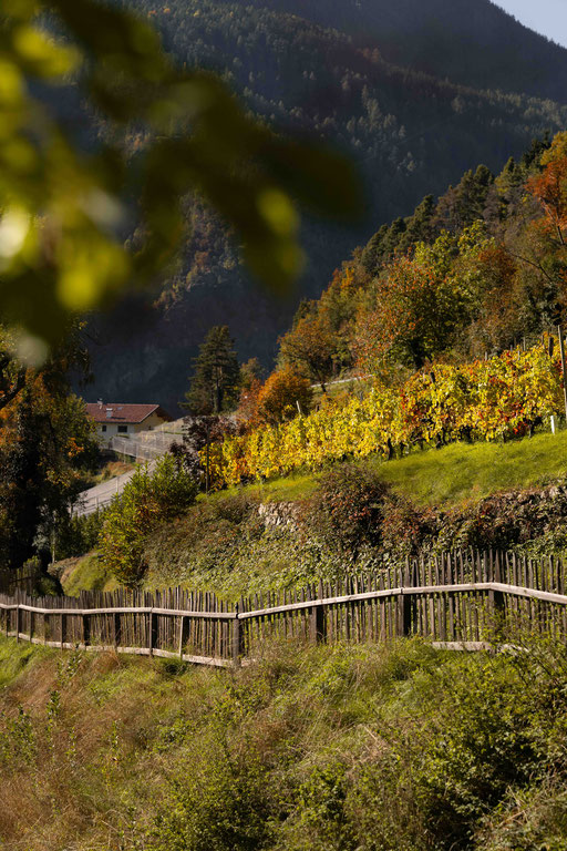 Panoramaweg & Keschtnweg Feldthurns – eine der schönsten Herbstwanderungen im Eisacktal, Südtirol ©Marika Unterladstätter